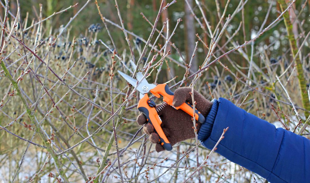 How To Care for Your Trees During the Winter Months