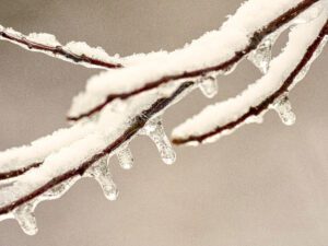 How to care for your Seacoast NH yard and garden in the winter.